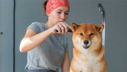 Dog Groomer